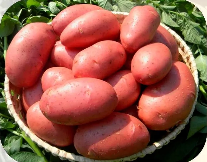 семенной картофель  в Кургане