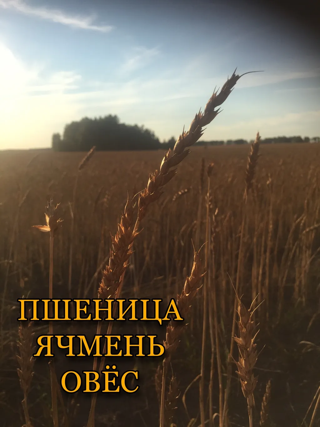 пшеница 3,4,5 класс в Шадринске