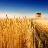 пшеница, Ячмень,Овёс в Шумихе