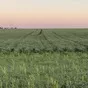 пшеницу 3\4 класса в Кургане и Курганской области
